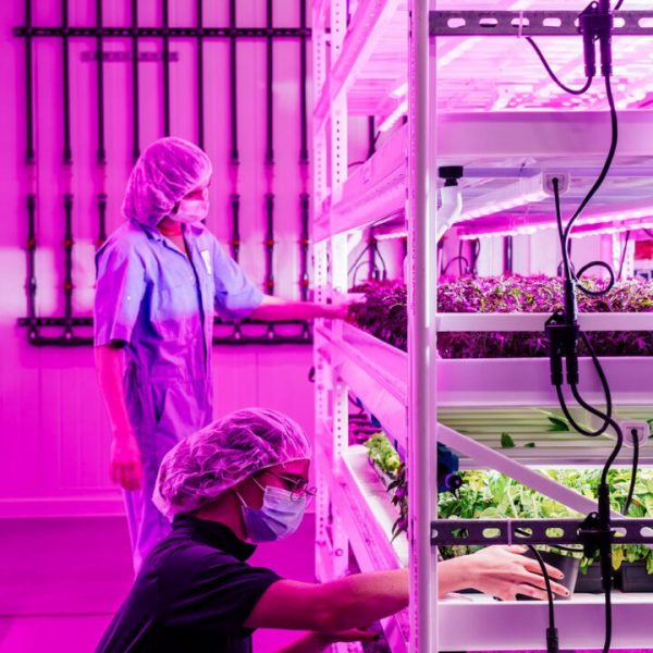 Team working with Vertical Farming