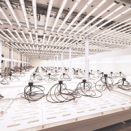 Cannabis Growers Using Pipp Horticulture