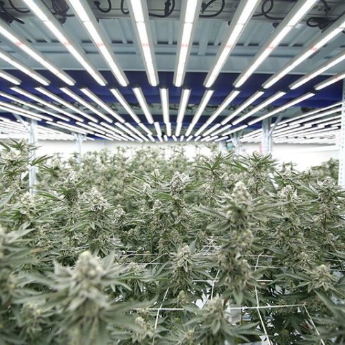 Cannabis Growers Using Pipp Horticulture