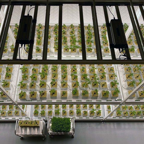 Grow Trays