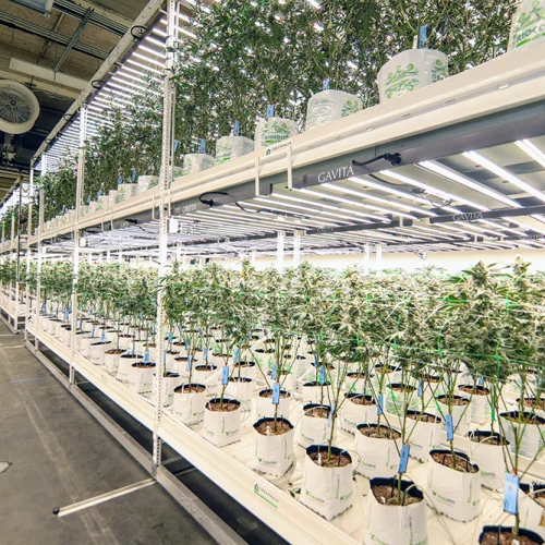 Greenhaus Industries Grow Trays at Oakfruitland