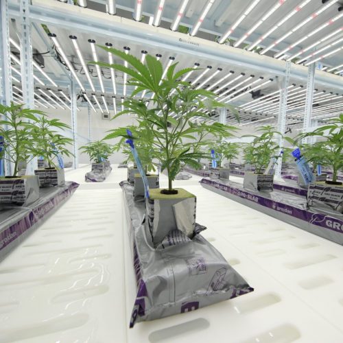 Greenhaus Industries Grow Trays