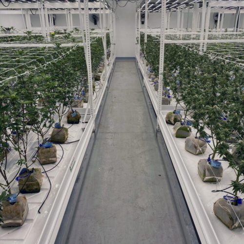 Pipp Horticulture Mobile Vertical Grow Racks with Planted Detroit with Greenhaus Industries Grow Trays