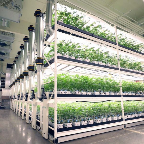 Mobile Vertical Grow Racks