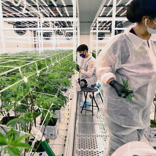 Pipp Horticulture Mobile Vertical Grow Racks