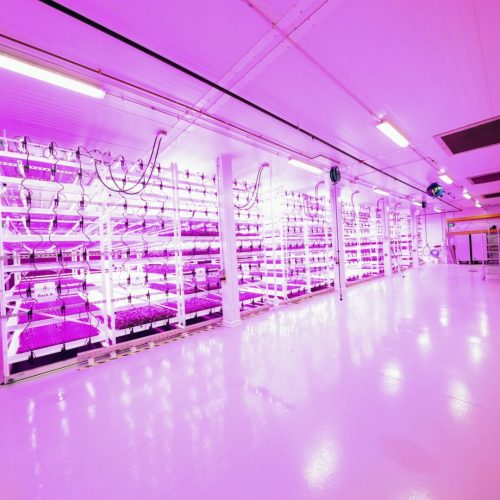 Planted Detroit with Pipp Horticulture Mobile Vertical Grow Racks