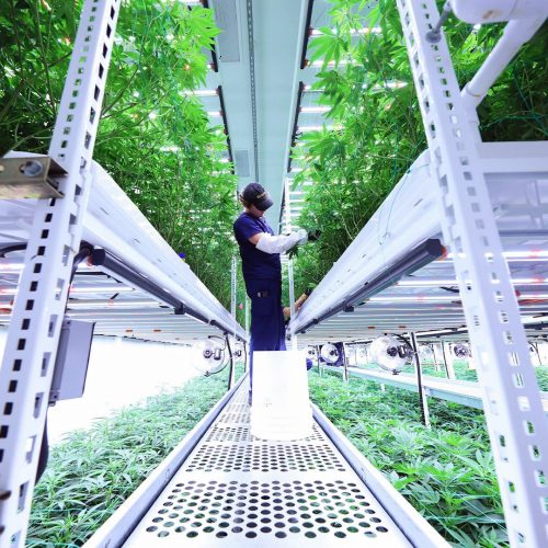 Cultivators Using ELEVATE by Pipp