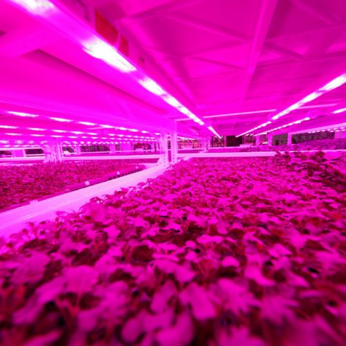 Planted Detroit with Pipp Horticulture Mobile Vertical Grow Racks