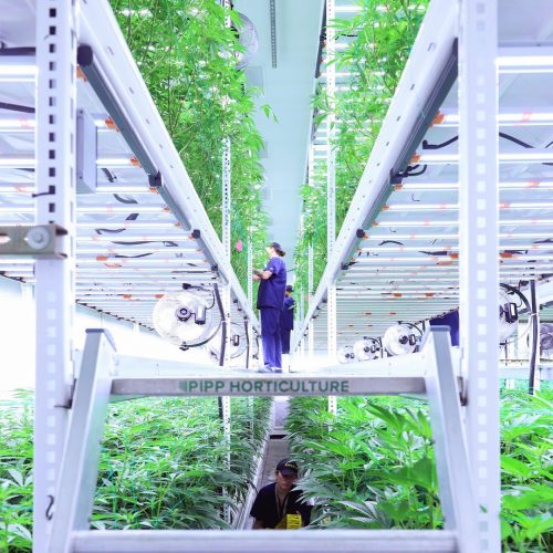 Trimming Cannabis Leaves with ELEVATE platform system by Pipp