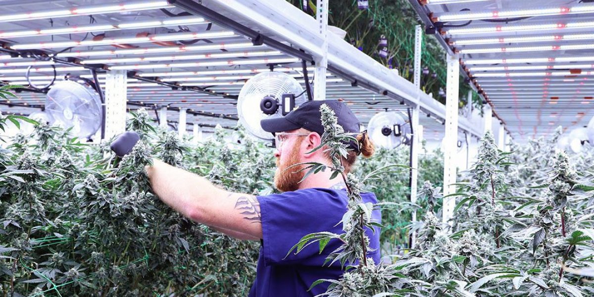 Cultivating Cannabis at Culta with Pipp Horticulture Racks