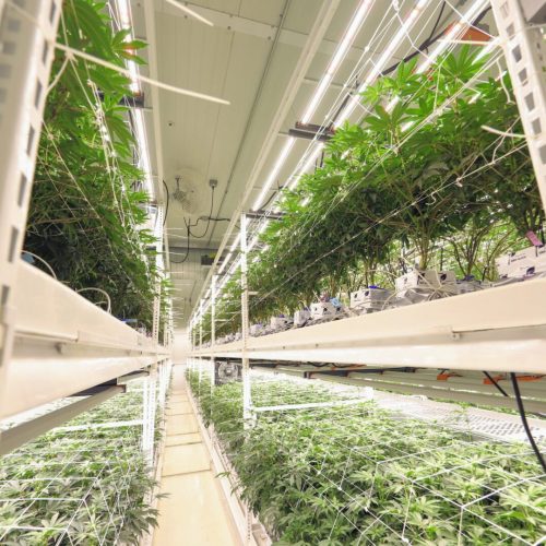 Pipp Horticulture Mobile Vertical Grow Racks