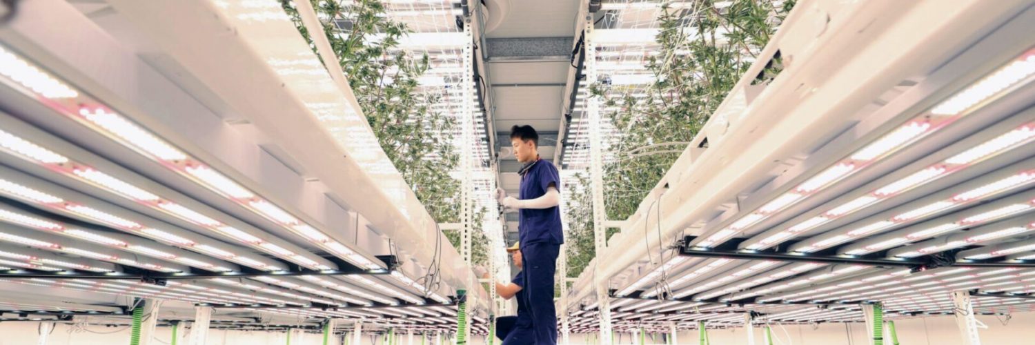 Using Catwalk to Service Second Level of Cannabis Plants