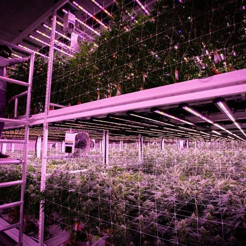 Pipp Horticulture Mobile Vertical Grow RacksCultivation on Pipp Racks