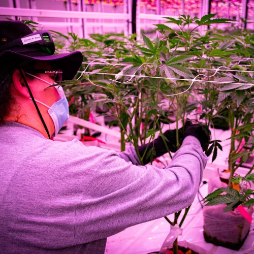 Pipp Horticulture Mobile Vertical Grow RacksCultivation on Pipp Horticulture Mobile Vertical Grow Racks at TerrAscend