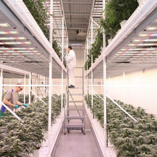 Leafline Labs Team Cannabis Cultivation