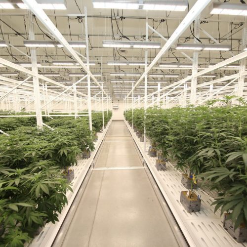 Greenhaus Industries Grow Trays