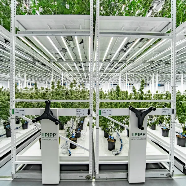 Vertical Grow Rack for GACP Compliance