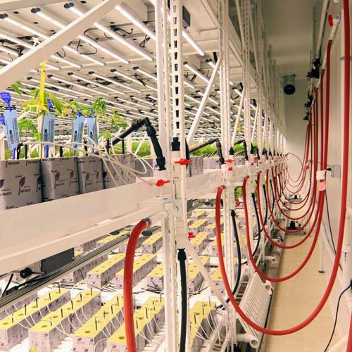 Natures Remedy Irrigation