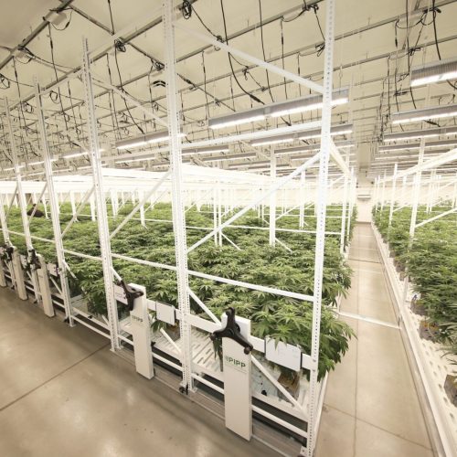 Cannabis Grow Racks & Vertical Grow Systems (Top Rated)