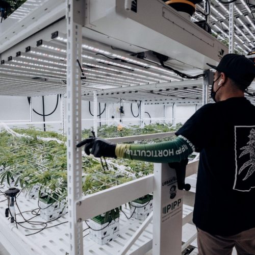 Cultivation using Pipp Sleeves