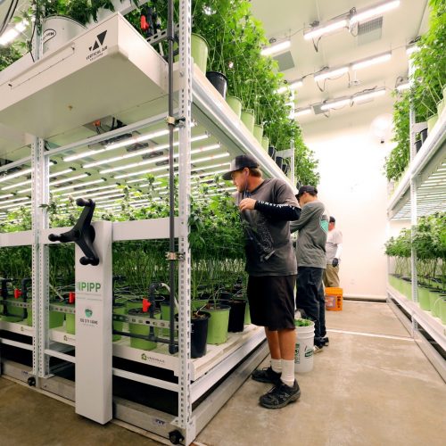 Pipp Horticulture Installation