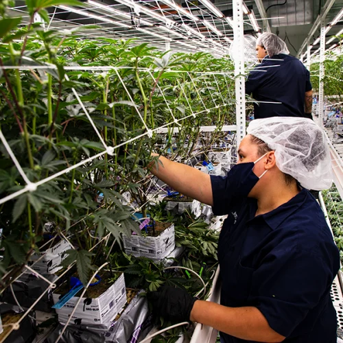 Sozo Cultivation - ELEVATE&trade; Platform System