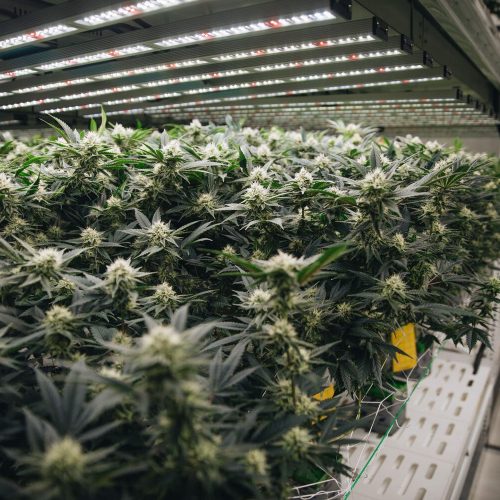 Urban Wellness - Greenhaus Industries Grow Trays