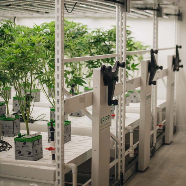 Mobile Vertical Grow Racks