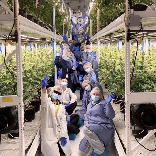 Candre Cannabis Team with Pipp Horticulture Mobile Vertical Grow Racks