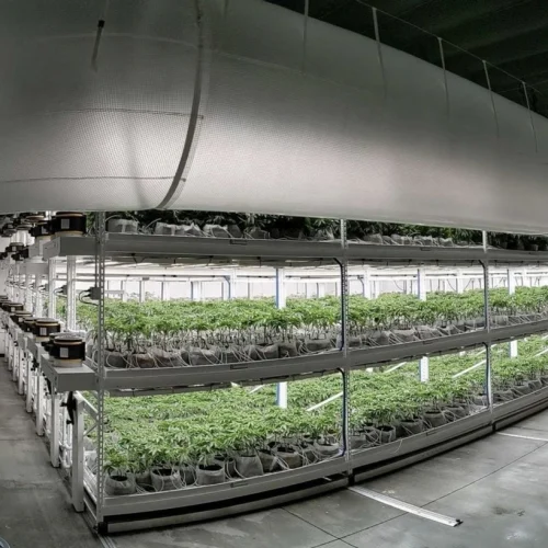 Veg Room Dr Robb - Pipp Horticulture Mobile Vertical Grow Racks