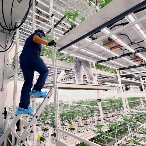 Grow 5x More with Pipp! - ELEVATE&trade; Platform System