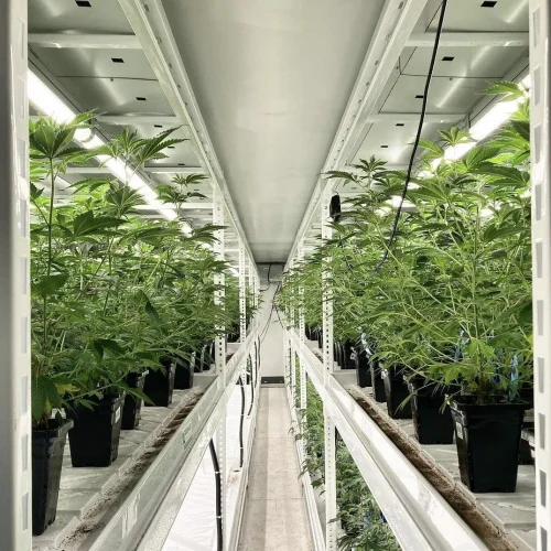 Pipp Horticulture Mobile Vertical Grow Racks with Planted Detroit with Greenhaus Industries Grow Trays