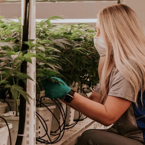 Pipp Horticulture Mobile Vertical Grow RacksCultivation Team at Leafline Labs