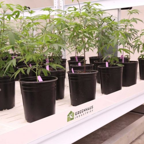 Greenhaus Industries Grow Trays