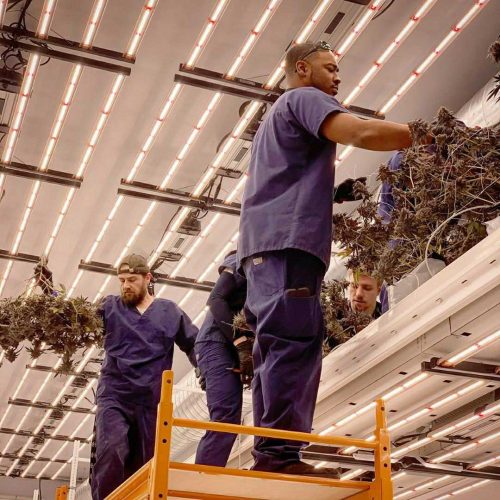 Pipp Horticulture Mobile Vertical Farming Trends